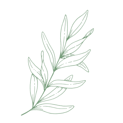 botanical illustration